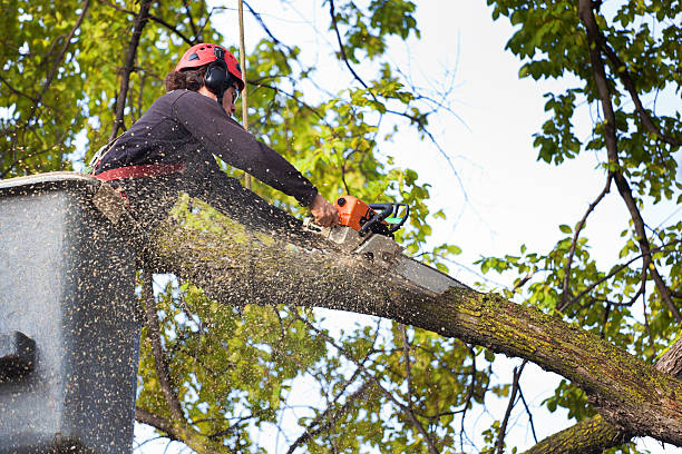 Trusted Willits, CA Tree Removal Services Experts